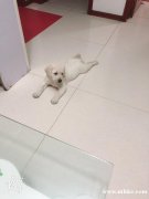 因出國 出售自家拉布拉多 兩個(gè)月 品相好的狗寶寶