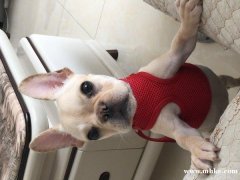 法斗寶寶找新家