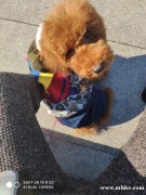 棕紅巨貴4個(gè)月 育苗都打完了