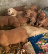 純種金毛崽崽二個(gè)月白菜價(jià)