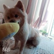 給狗狗找個溫暖的家