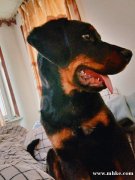 自家狗狗因家中長(zhǎng)輩住院無(wú)時(shí)間照顧望有愛(ài)狗人士接納