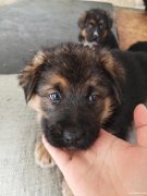 出售自家狗崽，德牧狗崽