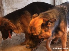 自家 種公 天狼 天狼大兒子