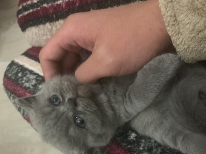 出售自家純種藍(lán)貓