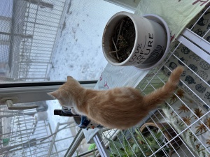 兩個月貓咪找新家