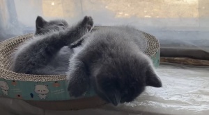 自家繁殖英短藍(lán)貓價格合理出售