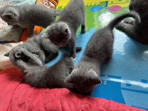 出售藍(lán)貓幼崽