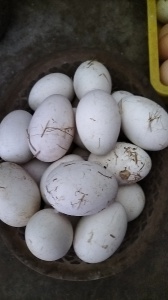 純農(nóng)村笨雞蛋