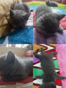 純種藍(lán)貓幼崽