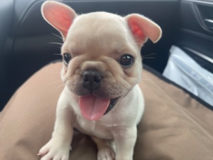 出售 兩個月大 奶油法斗狗狗 兩千左右