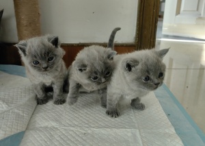 出售小貓，還有兩只大貓一公一母