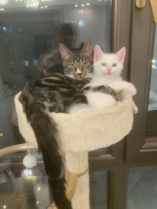 給貓貓找個有愛人家