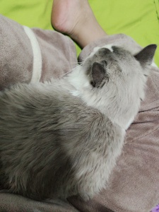 布偶貓咪領(lǐng)養(yǎng)