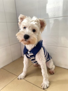 出售自己雪納瑞