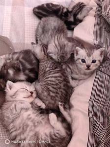 可愛貓貓。有要的聯(lián)系