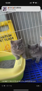 自家藍(lán)貓 無(wú)病無(wú)癬 支持檢測(cè)