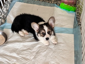 出售自家小狗生的柯基（帶尾巴）2個(gè)多月（疫苗已打一針）