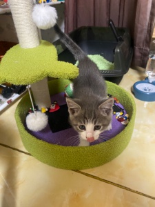 出售小母貓團(tuán)團(tuán)，因無(wú)法照顧，忍痛出售