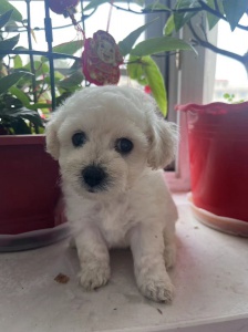 出自家純種小題比熊犬