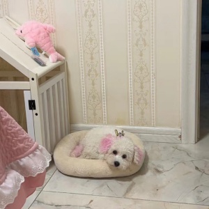 小體比熊 5個月 找個好人家 價格合適