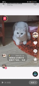 尋貓啟示，銀漸層公貓2歲，未絕育柳河