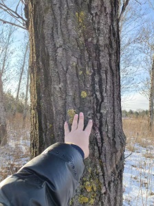杏嶺鎮(zhèn)國(guó)道旁41棵楊樹出售