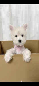 賣淺椒鹽雪納瑞800