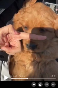 出售金毛 母 2 個(gè)半月左右