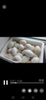 散養(yǎng)不喂飼料的大鵝蛋五元一個。 馮金蓮?13404527871